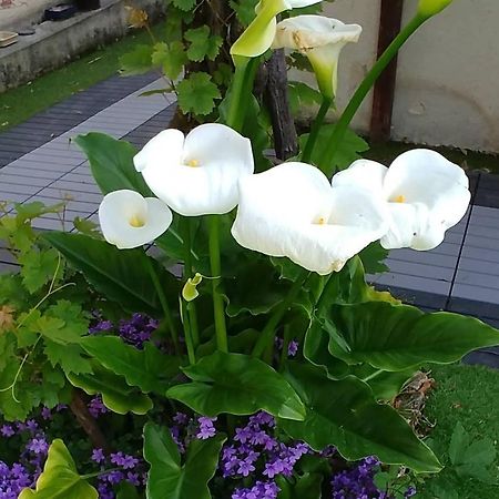 הוילה Hermanville-sur-Mer Great Family House, 80 M To The Sea, In Normandie מראה חיצוני תמונה